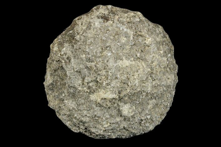 Silurain Fossil Sponge (Astraeospongia) - Tennessee #174238